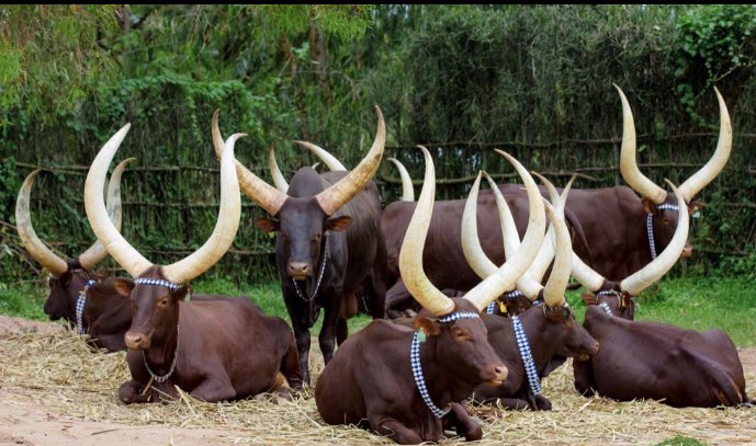 Rwanda cattles