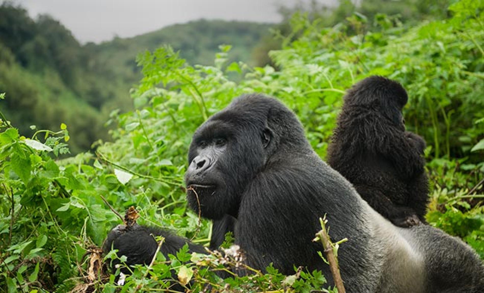 Mountain Gorillas