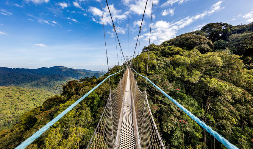 NYUNGWE CANOPY