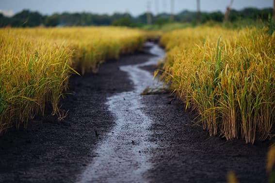 wetland1